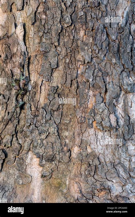 Surface structure of an oak tree. Wood texture. texture of wood ...