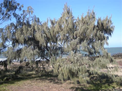 File:Casuarina equesitifolia tree.jpg - Wikimedia Commons