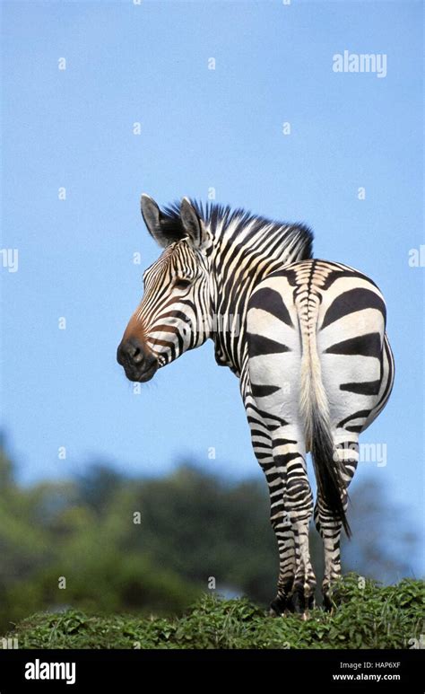 Hartmann's Mountain Zebra, Hartmann-Bergzebra Stock Photo - Alamy