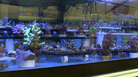 Coral/Reef propagation at Tidal Gardens with Blue Zoo TV - YouTube