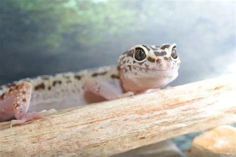 Eye Infections in Leopard Geckos (Symptoms, Causes and Treatments) - Gecko Advice