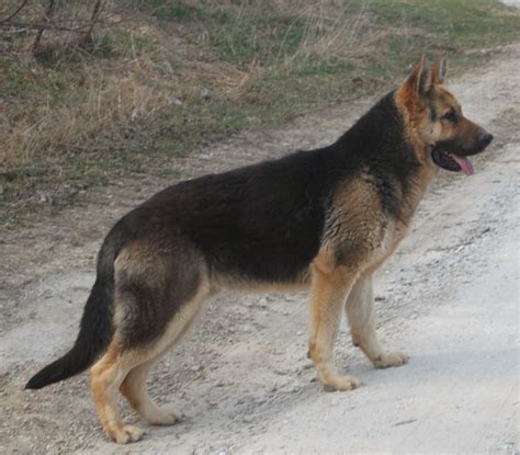 large,big, oversized german shepherds | German shepherd dogs, German shepherd photography, Big ...