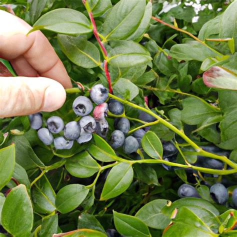 How Big Does a Blueberry Bush Get? A Guide to Growing and Pruning ...