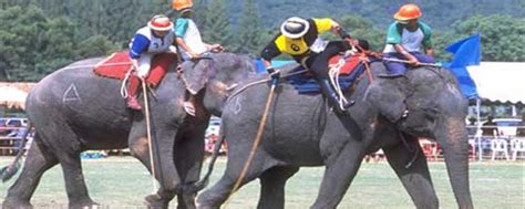 Elephant Polo, Thailand