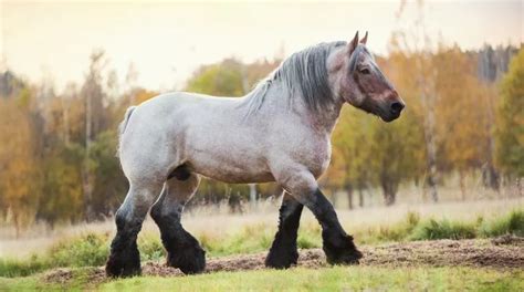 6 Strongest Horses and Horse Breeds in the World (Records & Pictures)