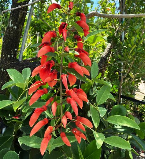 Erythrina Crista-Galli Tree for Sale Florida | Treeworld Wholesale