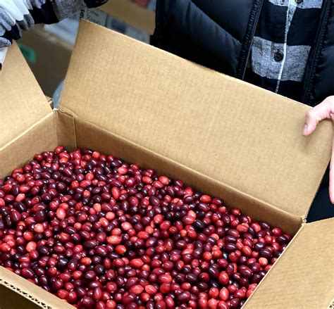 Fresh Wisconsin Cranberries for Pre-Order-5lbs