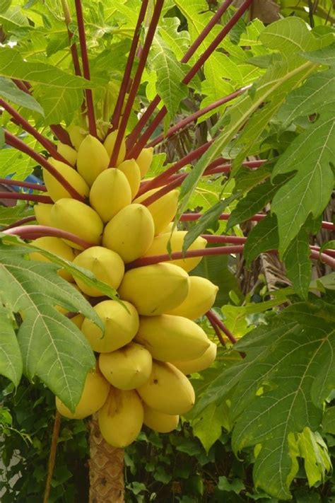 Polynesian Produce Stand : ~GOLDEN THAI~ Dwarf PAPAYA Short Tree YUMMY YELLOW FRUITS imported 10 ...