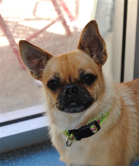 Mouse - Small Female Chihuahua x Pug Mix Dog in QLD - PetRescue