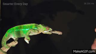 A Chameleon Tongue Crushing Crickets in Slow Motion (20,000 fps) | Smarter Every Day 180 on Make ...