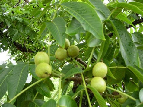 Exotic Fruit Trees: Walnut Tree - Semi Dwarf