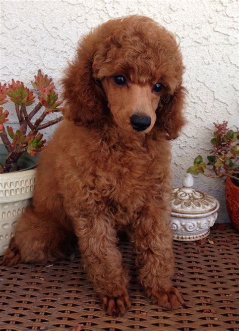 77+ Red Haired Miniature Poodle - l2sanpiero