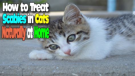 Scabies In Cats Treatment At Home - Cat Meme Stock Pictures and Photos