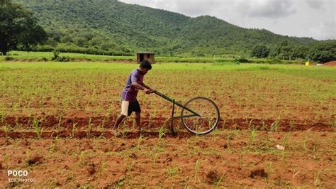 Barnyard Millet Experiment shows hope of rich diversification in ...