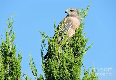 Hawk Roosting Photograph by Beth Williams | Pixels