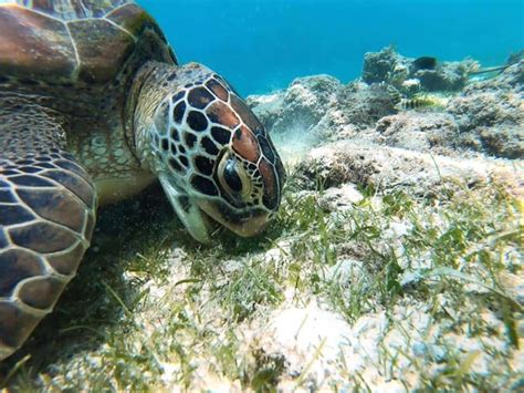 Green Turtle : The Green-Tinted Sea Turtle - Ocean Info