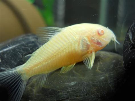 Albino Corydoras Catfish - Pet Perfection