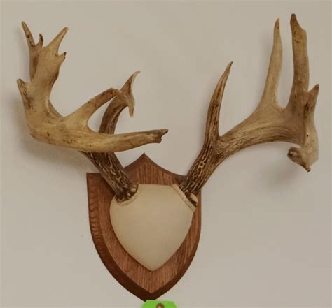 Whitetail Deer plaque mounted antlers, 10x7, non-typical