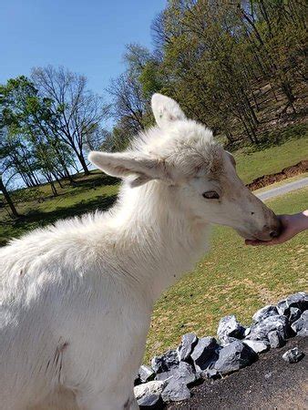 Virginia Safari Park (Natural Bridge) - 2020 All You Need to Know ...