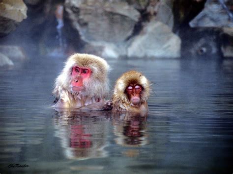 5 Onsens in Kyoto | Japanese macaque, Japanese hot springs, Jigokudani ...