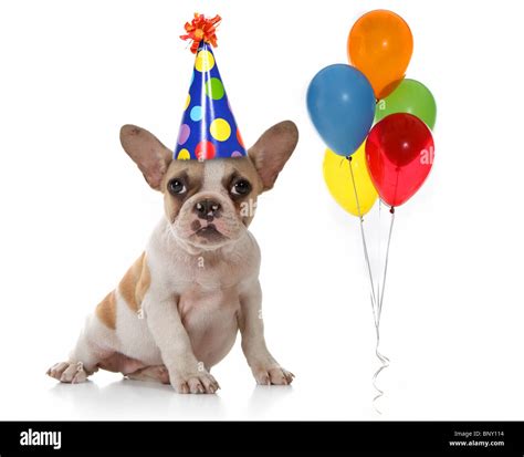 Singing Puppy Dogs Celebrating a Birthday Stock Photo - Alamy