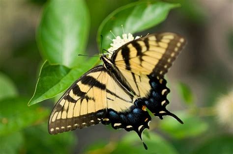 Yellow Butterfly | Yellow butterfly, with black stripes and wing ...