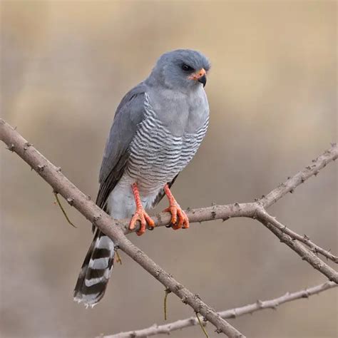 Gabar goshawk - Facts, Diet, Habitat & Pictures on Animalia.bio