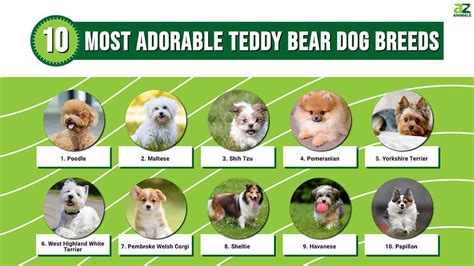 10 Teddy Bear Dog Breeds: Adorable And Cute Dogs That Look Like Cuddly ...