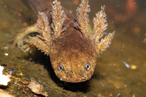 Mole Salamanders (Genus Ambystoma) | Isaac M | Flickr