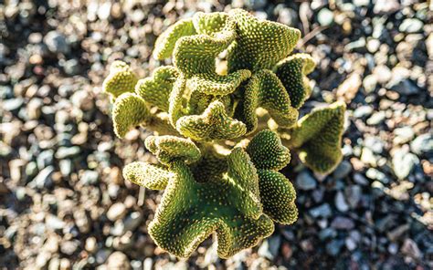 Cacti Garden | Arizona Cancer Evolution Center