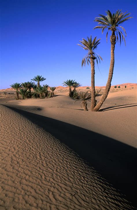 Palm Trees In The Desert Dunes, Erg by John Elk Iii