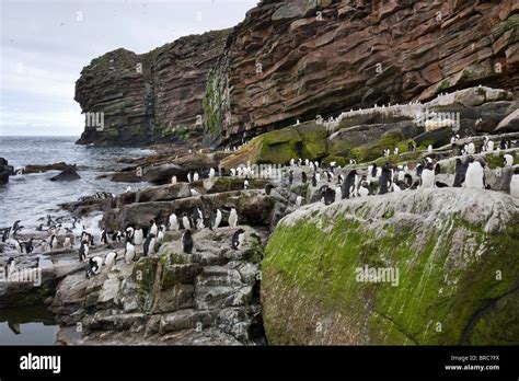 Rockhopper penguin colony. New Island, Falkland Islands, United Kingdom ...