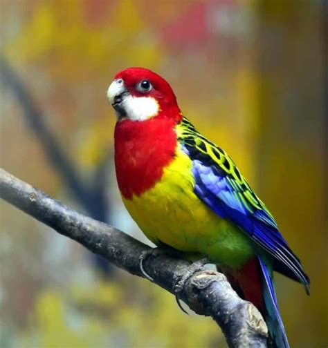 9 Most Popular Types of Pet Parrots – Nayturr