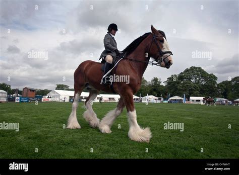 Heavy horse show clydesdale horse hi-res stock photography and images ...