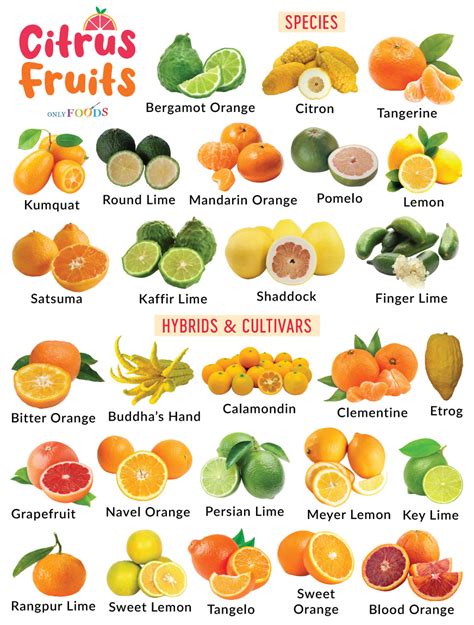 Citrus Fruits List Complete at Lenora Beaird blog