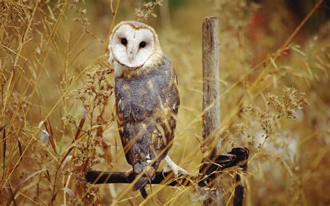 Download Animal Barn Owl HD Wallpaper