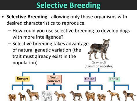 Selective Breeding