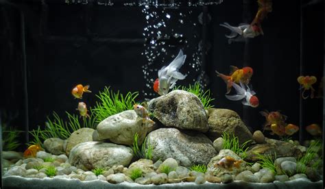 Goldfish aquarium decoration ideas - filnkc