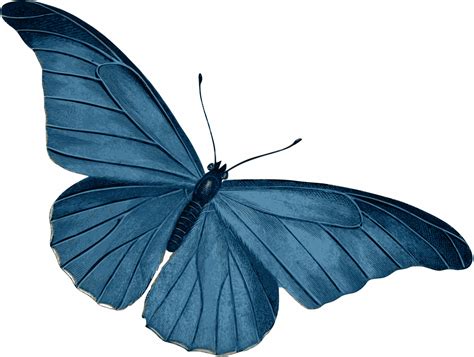 Blue Butterfly Vector Art image - Free stock photo - Public Domain photo - CC0 Images