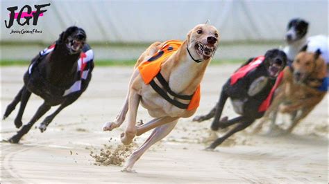 Australian greyhound race - Track racing - YouTube