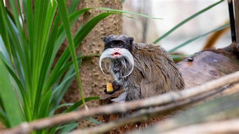 Emperor Tamarin Facts, Habitat, Lifespan, Predators, Pictures