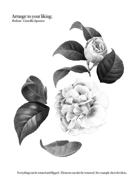 FLASH Deposit - Arrange your own Camellia Japonica tattoo — Allen, David.