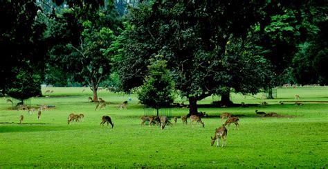 10 Tempat Wisata Alam di Bogor yang Wajib Dikunjungi