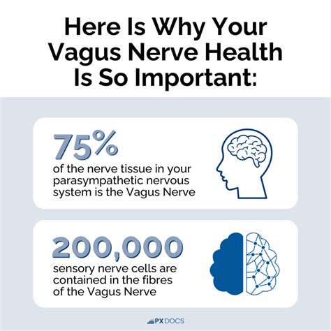 What is the Vagus Nerve? | PX Docs