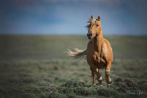 Wild Horse Photography Prints and Conservation | Fine Art Photos by Tamara Gooch