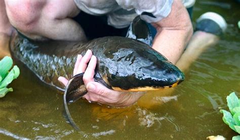 Conserving Chicago’s Lungfish Legacy – Southern Fried Science