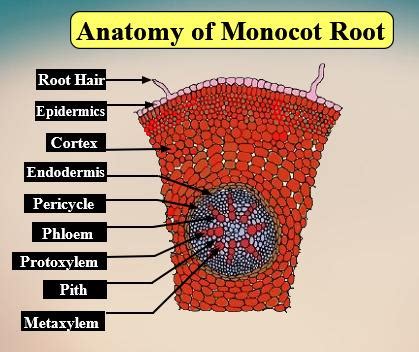 Discuss the internal structure of monocot roots