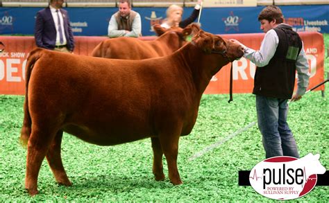 Houston Livestock Show | Junior Heifers – Red Angus | The Pulse