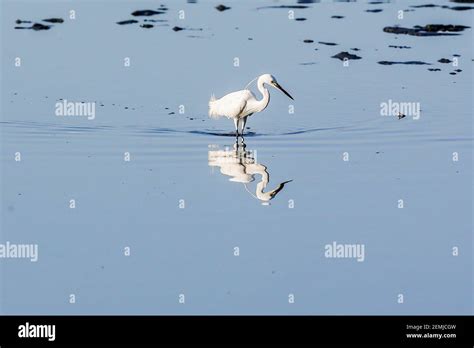 Las Pinas City, Philippines. 25th Feb, 2021. A little egret forages at ...