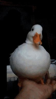 Cute Funny Duck GIF